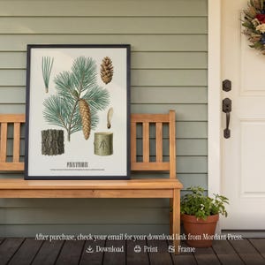 May include: A framed botanical print featuring illustrations of a white pine branch, cone, bark, and seeds. The print is labeled "PINUS STROBUS" and is displayed on a wooden bench. The print is in a black frame.