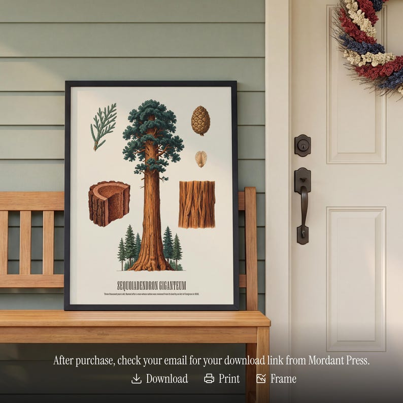 May include: A framed botanical print featuring a detailed illustration of a giant sequoia tree, with labeled sections of the tree's bark, needles, and a cone. The print is set against a light background and framed in black. The text "SEQUOIADENDRON GIGANTEUM" is visible.