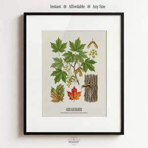 May include: A framed botanical print featuring detailed illustrations of maple leaves, seeds, and bark. The print includes the text "ACER SACCHARUM" and the words "Instant * Affordable * Any Size". The artwork is set against a light background.
