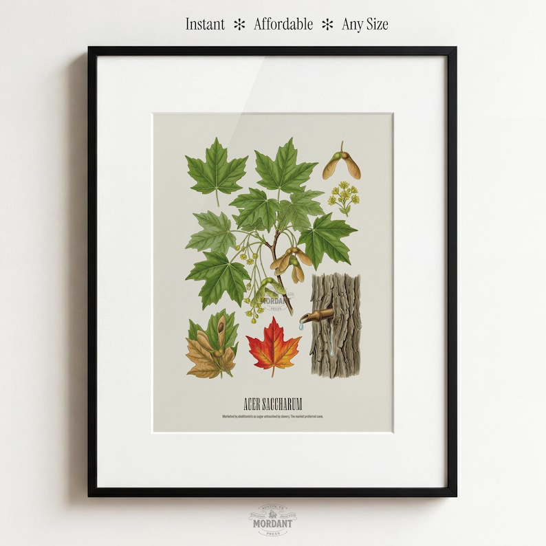 May include: A framed botanical print featuring detailed illustrations of maple leaves, seeds, and bark. The print includes the text "ACER SACCHARUM" and the words "Instant * Affordable * Any Size". The artwork is set against a light background.