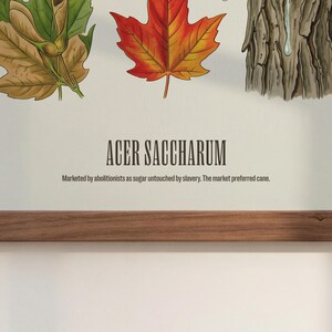 May include: A botanical print featuring detailed illustrations of maple leaves and tree bark, with the text "ACER SACCHARUM." The print includes the text: "Marketed by abolitionists as sugar untouched by slavery. The market preferred cane."