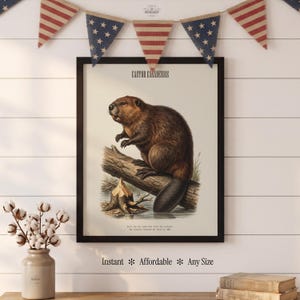 Pode incluir: Uma impress&atilde;o emoldurada com uma ilustra&ccedil;&atilde;o detalhada de um castor, intitulada "Castor Canadensis". A obra de arte retrata o castor em um tronco perto da &aacute;gua, com texto na parte inferior. Guirlandas decorativas penduradas acima da moldura. O texto na parte inferior diz "Instant * Affordable * Any Size."