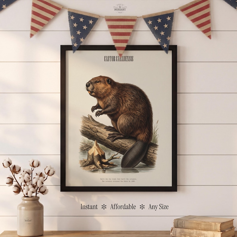 Pode incluir: Uma impress&atilde;o emoldurada com uma ilustra&ccedil;&atilde;o detalhada de um castor, intitulada "Castor Canadensis". A obra de arte retrata o castor em um tronco perto da &aacute;gua, com texto na parte inferior. Guirlandas decorativas penduradas acima da moldura. O texto na parte inferior diz "Instant * Affordable * Any Size."