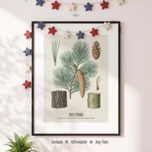 May include: A framed botanical print featuring detailed illustrations of a pine tree, including needles, cones, bark, and a cross-section of a log. The print is in a black frame and is decorated with a star garland.