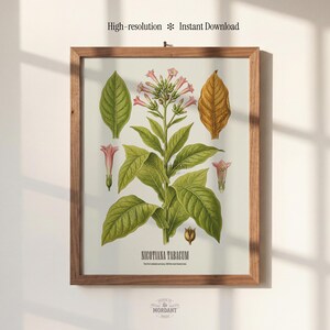 Tobacco Print, Tobacco Botanical Print, Vintage Herbarium Wall Art, Sarcastic Colonial Currency image 3