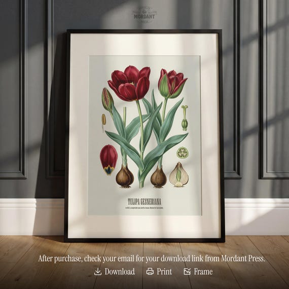 Tulip