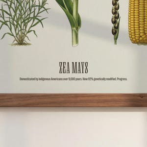 May include: An illustrated botanical print featuring corn (Zea mays) and other related plants. The print includes the text "ZEA MAYS" and a description of its history and genetic modification. A wooden frame is at the bottom.