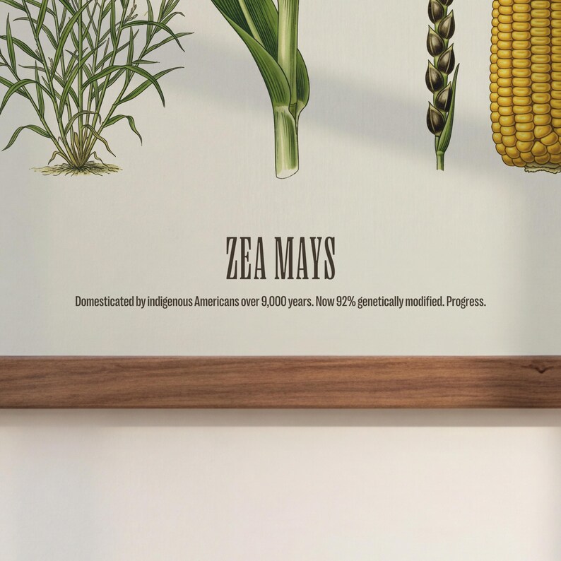 May include: An illustrated botanical print featuring corn (Zea mays) and other related plants. The print includes the text "ZEA MAYS" and a description of its history and genetic modification. A wooden frame is at the bottom.