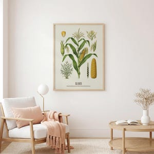 May include: A framed botanical print of corn, featuring detailed illustrations of the plant's various stages, including kernels, leaves, and ears. The print is in a wooden frame and hangs above a white armchair with a pink pillow and blanket.