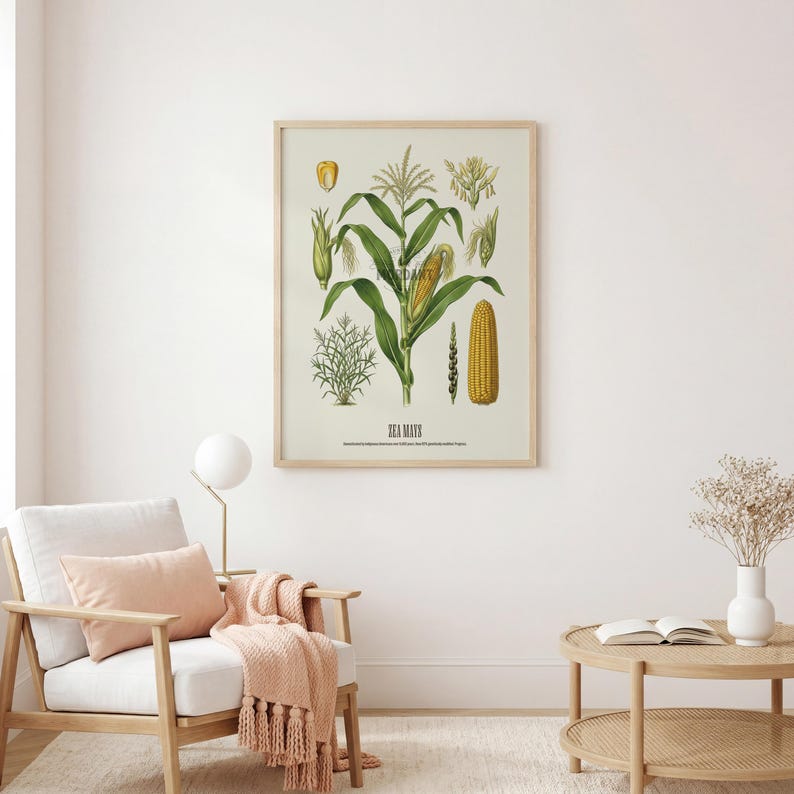 May include: A framed botanical print of corn, featuring detailed illustrations of the plant's various stages, including kernels, leaves, and ears. The print is in a wooden frame and hangs above a white armchair with a pink pillow and blanket.