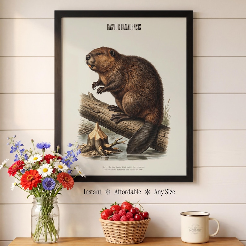 Pode incluir: Uma impress&atilde;o vintage emoldurada de um castor, intitulada "Castor Canadensis". A obra de arte retrata um castor marrom empoleirado em um tronco, com texto na parte inferior. A moldura &eacute; preta. As palavras "Instant&acirc;neo * Acess&iacute;vel * Qualquer tamanho" est&atilde;o na parte inferior.