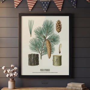 May include: Framed botanical print of a white pine (Pinus Strobus) with detailed illustrations of needles, cones, bark, and a seed. The print is in a black frame and includes text at the bottom. The background is a dark gray wall with patriotic bunting.