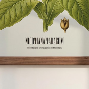 May include: A botanical print of Nicotiana Tabacum, showing green leaves and a seed pod. The text reads "Nicotiana Tabacum" and "The first colonial currency. Still the most honest one." The print is mounted on a wooden frame.