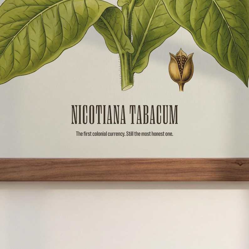 May include: A botanical print of Nicotiana Tabacum, showing green leaves and a seed pod. The text reads "Nicotiana Tabacum" and "The first colonial currency. Still the most honest one." The print is mounted on a wooden frame.