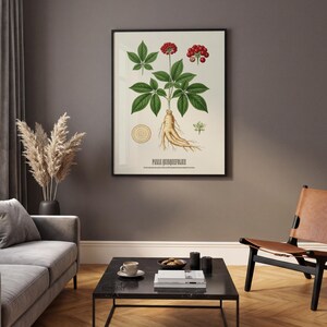 May include: Botanical illustration of Panax Quinquefolius, featuring green leaves, red berries, and a beige root. The artwork is framed in black and displayed on a wall. The image is part of a home decor collection.