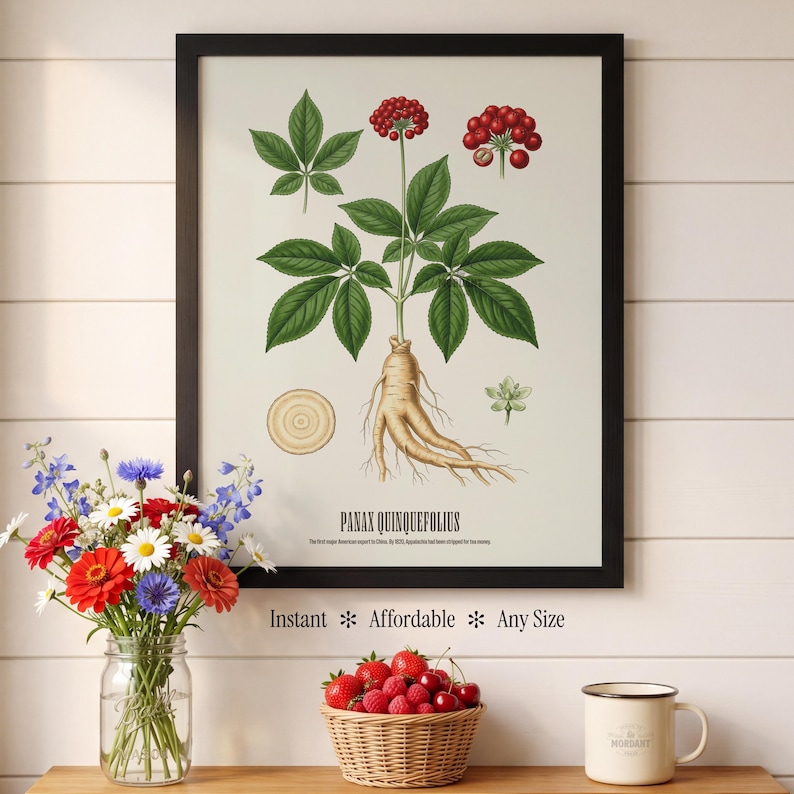 May include: A framed botanical print of Panax Quinquefolius, featuring detailed illustrations of the plant's leaves, berries, and root. The print is in a black frame and includes the text "Instant * Affordable * Any Size."