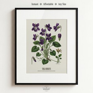 Könnte beinhalten: Gerahmter botanischer Druck mit einer detaillierten Illustration von Viola Odorata, auch bekannt als Duftveilchen. Der Druck zeigt die violetten Blüten, grünen Blätter und Wurzeln der Pflanze, mit dem Text "Viola Odorata" darunter. Der Text "Instant * Affordable * Any Size" steht oben.