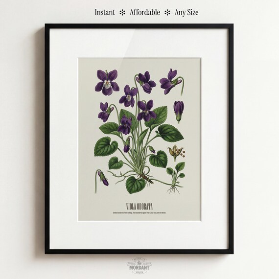 Sweet Violet
