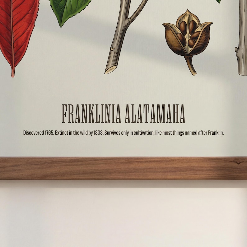 May include: Botanical print featuring the scientific name "FRANKLINIA ALATAMAHA" in bold text. The print includes illustrations of plant parts, such as leaves and seed pods, with text below detailing its discovery and extinction.