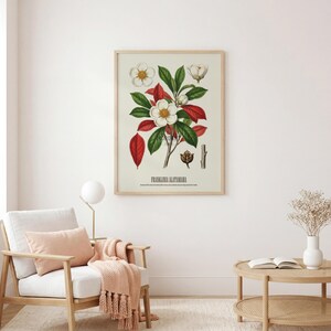 May include: A framed botanical print featuring a detailed illustration of Franklinia alatamaha. The artwork showcases white flowers, green leaves, and red foliage against a cream background. The print is displayed in a light wood frame.