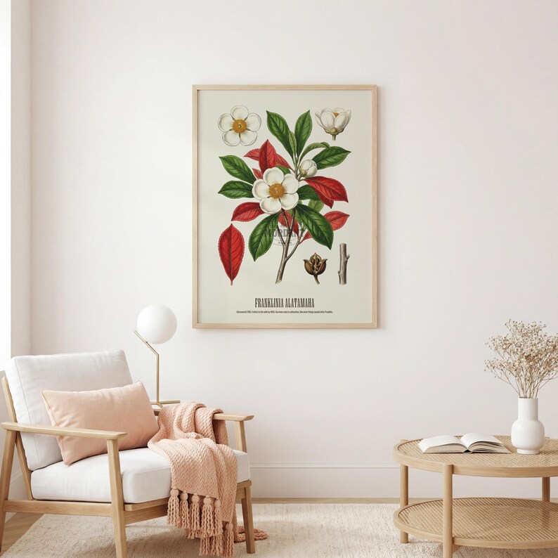 May include: A framed botanical print featuring a detailed illustration of Franklinia alatamaha. The artwork showcases white flowers, green leaves, and red foliage against a cream background. The print is displayed in a light wood frame.