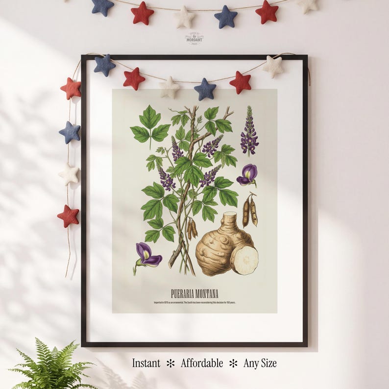 May include: A framed botanical print of Pueraria Montana, featuring detailed illustrations of the plant's leaves, flowers, and root. The print is in a black frame and is decorated with a star garland. The text "Instant * Affordable * Any Size" is at the bottom.