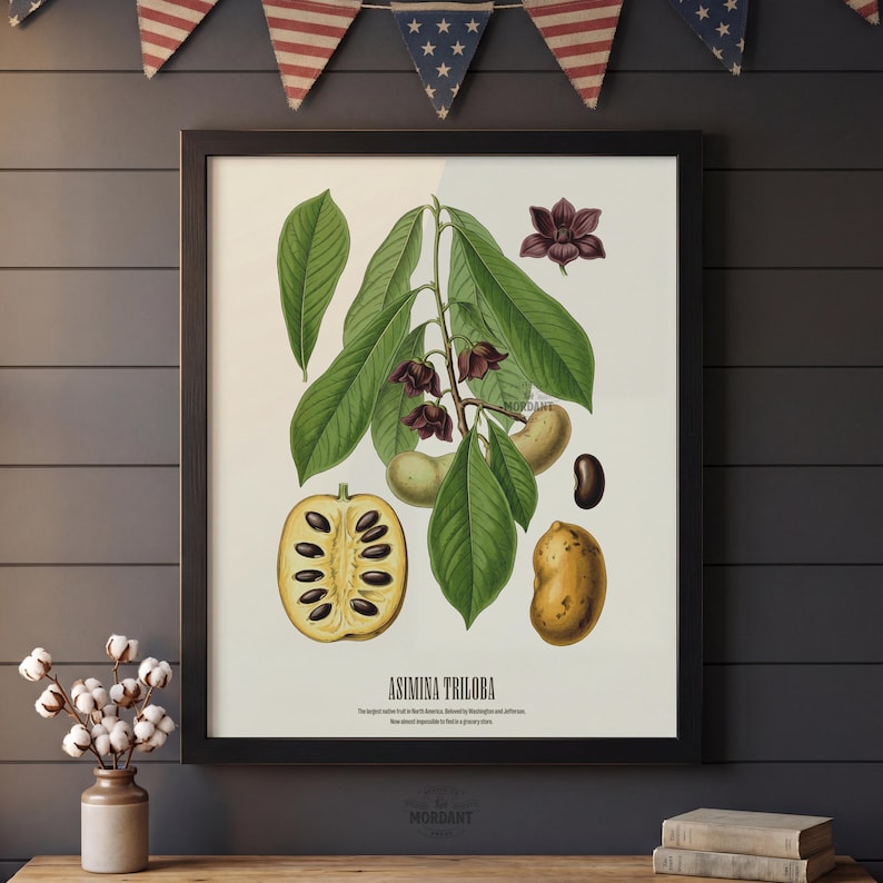 Pu&ograve; includere: Stampa botanica incorniciata con un'illustrazione di Asimina Triloba, o frutto pawpaw. La stampa mostra il frutto, le foglie e i fiori in dettaglio, con una vista tagliata del frutto che rivela i semi. La stampa &egrave; in una cornice nera.