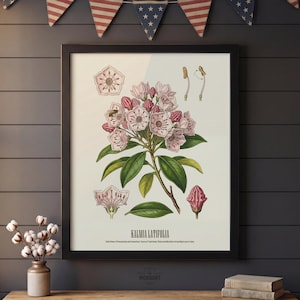 Pode incluir: Uma impress&atilde;o bot&acirc;nica emoldurada com uma ilustra&ccedil;&atilde;o detalhada de Kalmia Latifolia, ou loureiro-da-montanha, com flores rosa, folhas verdes e anota&ccedil;&otilde;es cient&iacute;ficas. A impress&atilde;o est&aacute; em uma moldura preta, com uma est&eacute;tica vintage.