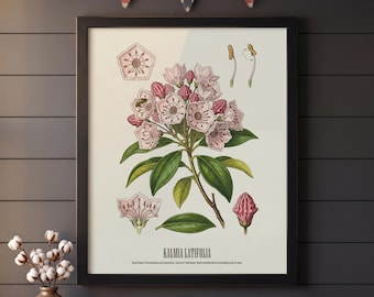 Impressão de Louro-da-montanha | Decoração Dark Academia | Kalmia Latifolia | Arte Botânica Vintage | Presente da Flor Estadual