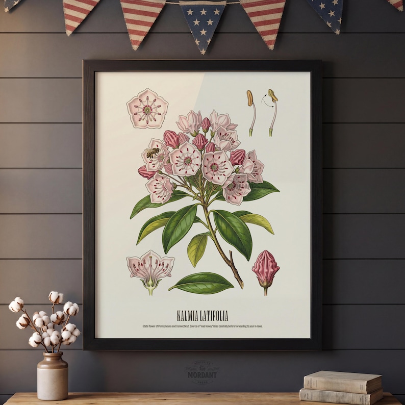 Pode incluir: Uma impress&atilde;o bot&acirc;nica emoldurada com uma ilustra&ccedil;&atilde;o detalhada de Kalmia Latifolia, ou loureiro-da-montanha, com flores rosa, folhas verdes e anota&ccedil;&otilde;es cient&iacute;ficas. A impress&atilde;o est&aacute; em uma moldura preta, com uma est&eacute;tica vintage.