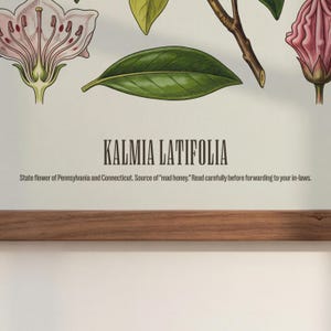 Pode incluir: Ilustra&ccedil;&atilde;o bot&acirc;nica de Kalmia Latifolia, a flor oficial da Pensilv&acirc;nia e Connecticut. A imagem apresenta desenhos detalhados de folhas, flores e caules, com o nome da planta. O texto adverte sobre o "mel louco".