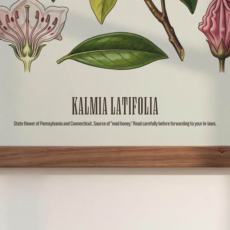Pode incluir: Ilustra&ccedil;&atilde;o bot&acirc;nica de Kalmia Latifolia, a flor oficial da Pensilv&acirc;nia e Connecticut. A imagem apresenta desenhos detalhados de folhas, flores e caules, com o nome da planta. O texto adverte sobre o "mel louco".