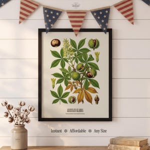 May include: A framed botanical print featuring a detailed illustration of the Aesculus glabra plant, including green leaves, yellow flowers, and brown chestnuts. The text Aesculus glabra is printed at the bottom of the off-white paper background.