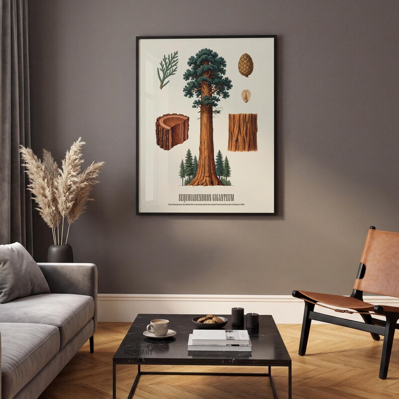 May include: A framed botanical print featuring a detailed illustration of a giant sequoia tree, with labeled diagrams of its parts. The artwork includes a cross-section of the trunk, bark, and a pine cone. The text "SEQUOIADENDRON GIGANTEUM" is displayed at the bottom.