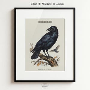 Könnte beinhalten: Gerahmter Druck mit einer detaillierten Illustration eines schwarzen Raben, der auf einem Ast mit Herbstblättern sitzt. Der Druck enthält den wissenschaftlichen Namen "Corvus Brachyrhynchos" und den Text "Instant * Affordable * Any Size". Das Kunstwerk ist in einem schwarzen Rahmen gerahmt.