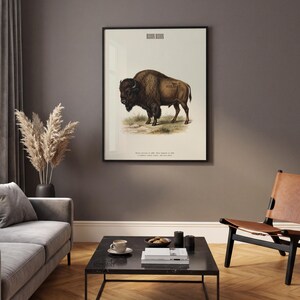 Pode incluir: Impress&atilde;o vintage emoldurada de um bisonte. A obra apresenta uma ilustra&ccedil;&atilde;o detalhada de um bisonte marrom em p&eacute; na grama, com texto na parte superior e inferior. A impress&atilde;o est&aacute; em uma moldura preta, adequada para decora&ccedil;&atilde;o de parede.