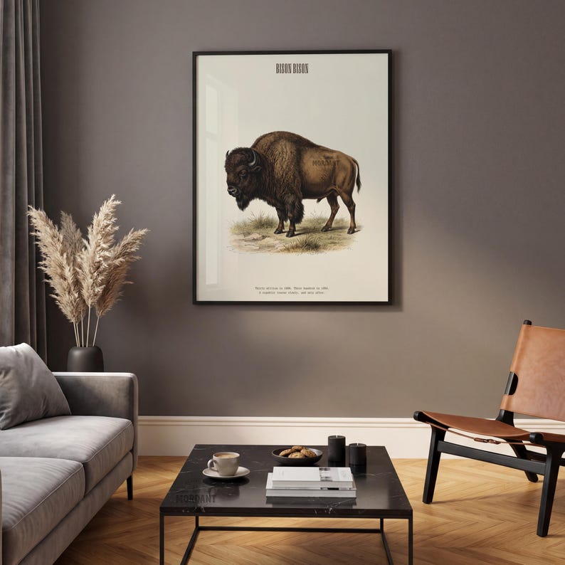 Pode incluir: Impress&atilde;o vintage emoldurada de um bisonte. A obra apresenta uma ilustra&ccedil;&atilde;o detalhada de um bisonte marrom em p&eacute; na grama, com texto na parte superior e inferior. A impress&atilde;o est&aacute; em uma moldura preta, adequada para decora&ccedil;&atilde;o de parede.