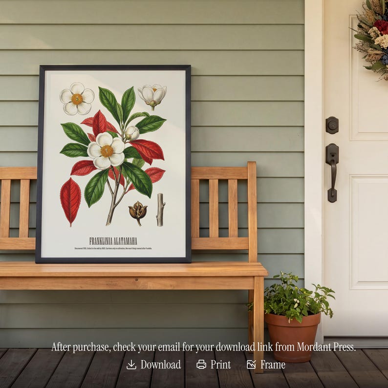 May include: A framed botanical print featuring a detailed illustration of Franklinia Alatamaha flowers, leaves, and seed pods. The artwork showcases white flowers with yellow centers, green leaves, and red leaves, set against a white background. The print is displayed on a wooden bench.