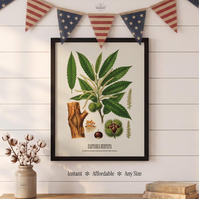 Pode incluir: Uma impress&atilde;o bot&acirc;nica emoldurada com uma ilustra&ccedil;&atilde;o detalhada de uma castanheira, incluindo folhas, nozes e uma se&ccedil;&atilde;o do tronco. A impress&atilde;o est&aacute; em uma moldura preta e inclui o texto "CASTANEA DENTATA". O texto "Instant * Affordable * Any Size" tamb&eacute;m &eacute; vis&iacute;vel.