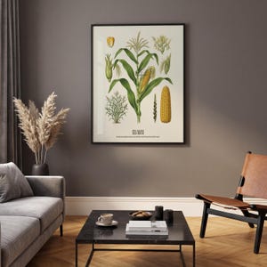 May include: A framed botanical print featuring detailed illustrations of corn plants, including stalks, ears, and kernels. The artwork showcases a vintage style with green, yellow, and brown hues, and the text "ZEA MAYS" is visible at the bottom.