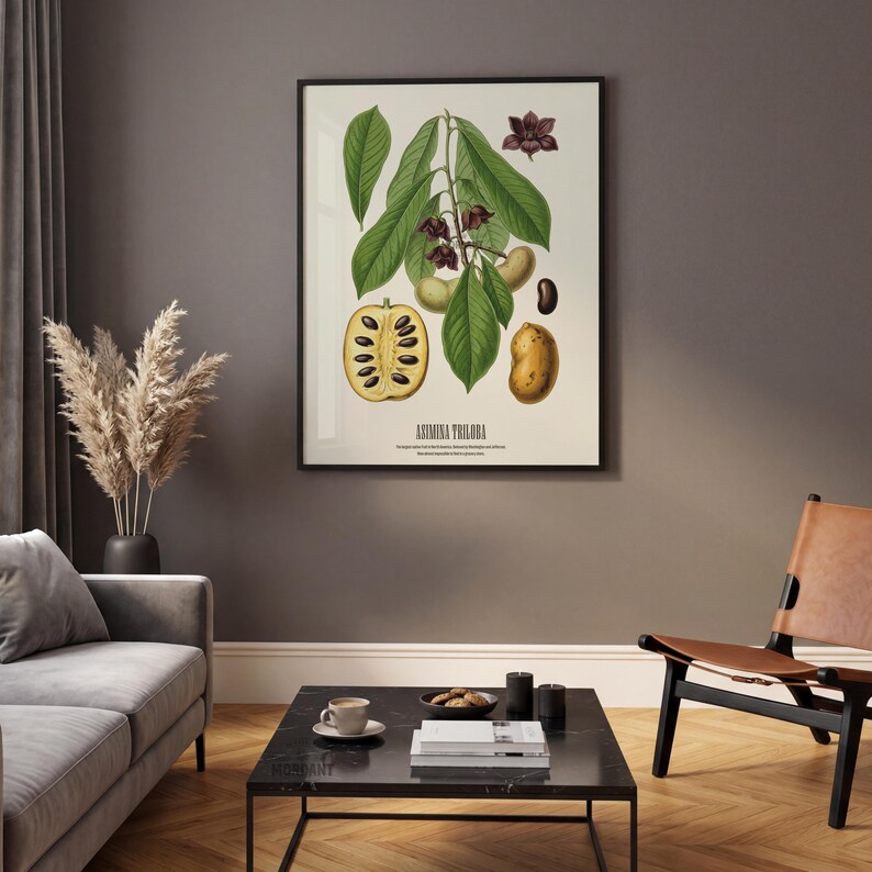 Pu&ograve; includere: Stampa botanica incorniciata della pianta Asimina Triloba, con foglie verdi, fiori viola e frutti in diverse fasi di sviluppo. L'illustrazione include una sezione trasversale del frutto, un seme e un frutto intero. Il titolo "Asimina Triloba" &egrave; in basso.
