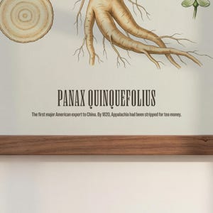 May include: Botanical illustration of Panax Quinquefolius, featuring a detailed drawing of the plant's root system and a cross-section. The text reads "PANAX QUINQUEFOLIUS" with historical context about its export to China.