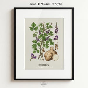 May include: Botanical print of Pueraria Montana, featuring detailed illustrations of the plant's leaves, flowers, and root. The print includes the text "Pueraria Montana" and the phrases "Instant, Affordable, Any Size". The artwork is framed in a black frame.