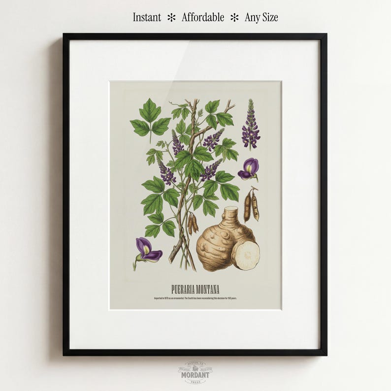 May include: Botanical print of Pueraria Montana, featuring detailed illustrations of the plant's leaves, flowers, and root. The print includes the text "Pueraria Montana" and the phrases "Instant, Affordable, Any Size". The artwork is framed in a black frame.