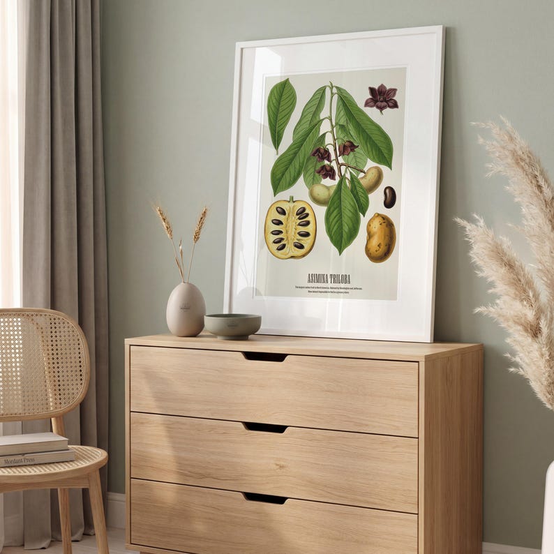 Pu&ograve; includere: Una stampa botanica incorniciata della pianta Asimina Triloba, con foglie verdi, fiori viola e illustrazioni di frutti. La stampa &egrave; esposta su una cassettiera in legno chiaro. La stampa &egrave; in una cornice bianca.