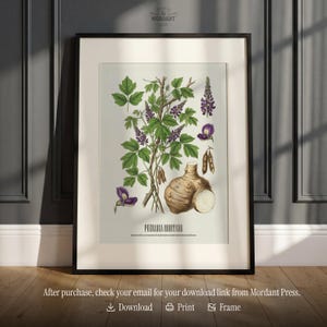 May include: Framed botanical print featuring an illustration of Pueraria Montana, with green leaves, purple flowers, and a brown root. The print is in a black frame and includes the text "MORDANT" and "PUERARIA MONTANA".