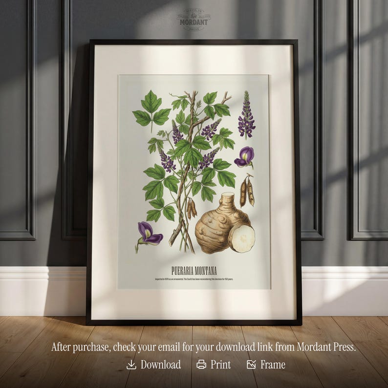 May include: Framed botanical print featuring an illustration of Pueraria Montana, with green leaves, purple flowers, and a brown root. The print is in a black frame and includes the text "MORDANT" and "PUERARIA MONTANA".