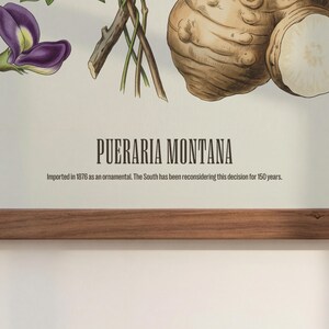May include: Botanical illustration of Pueraria Montana, featuring purple flowers, a root system, and the text "PUERARIA MONTANA." The text below reads, "Imported in 1876 as an ornamental. The South has been reconsidering this decision for 150 years."