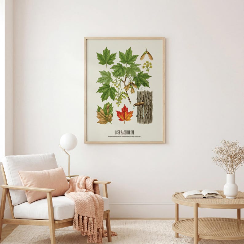 May include: A framed botanical print featuring illustrations of maple leaves, seeds, and bark. The print showcases green, red, and brown leaves, with the scientific name "Acer saccharum" at the bottom. The artwork is displayed in a light-colored wooden frame.