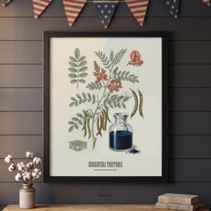 May include: A framed botanical print depicting Indigofera Tinctoria, showcasing detailed illustrations of leaves, flowers, and seed pods. A small glass bottle holds a dark blue liquid, with the text "Indigofera Tinctoria" beneath the image.